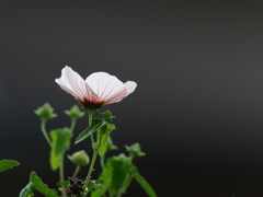 高砂芙蓉