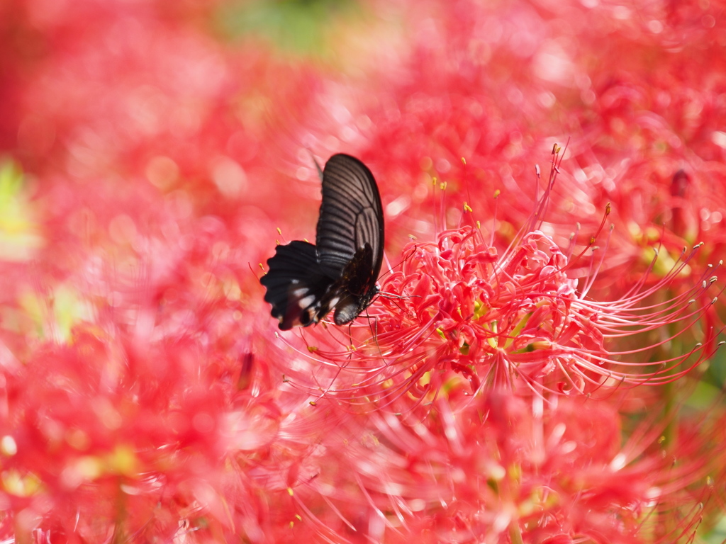 red & black