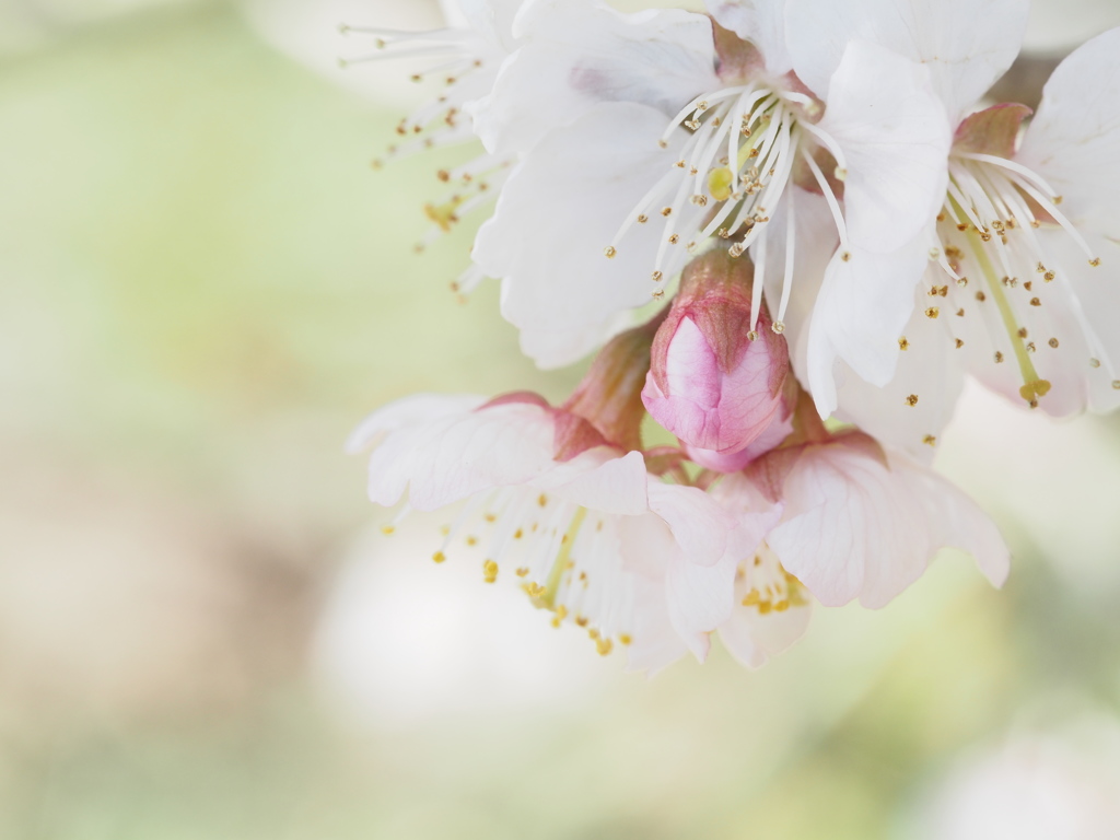 桜