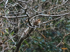 ミヤマホウジロ　♀
