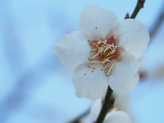 散歩道の梅花