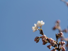 開花