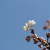 開花