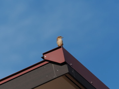 久しぶりの百舌鳥