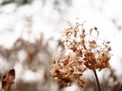 dry flower