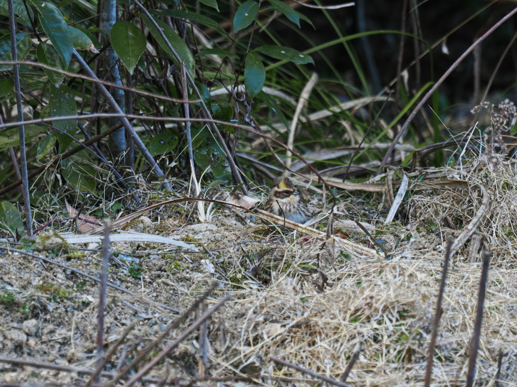 ミヤマホウジロ