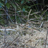ミヤマホウジロ