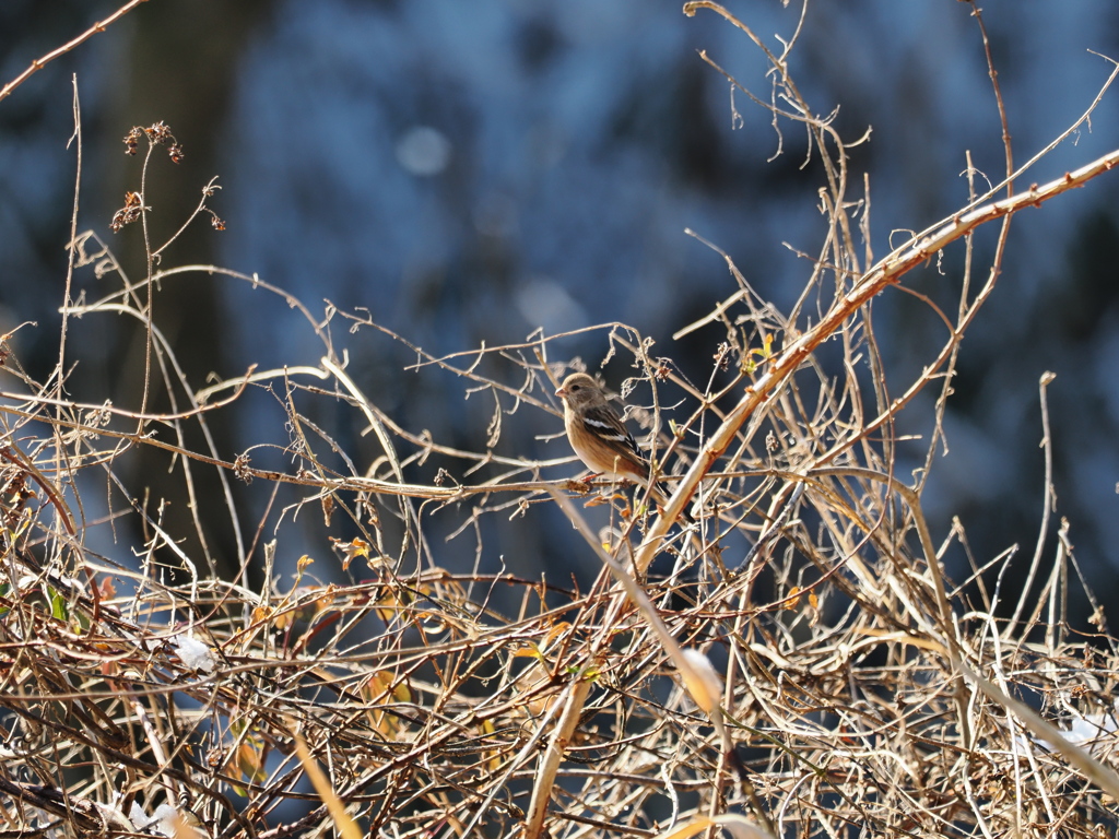 久しぶりのベニマシコ　♀
