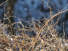 久しぶりのベニマシコ　♀