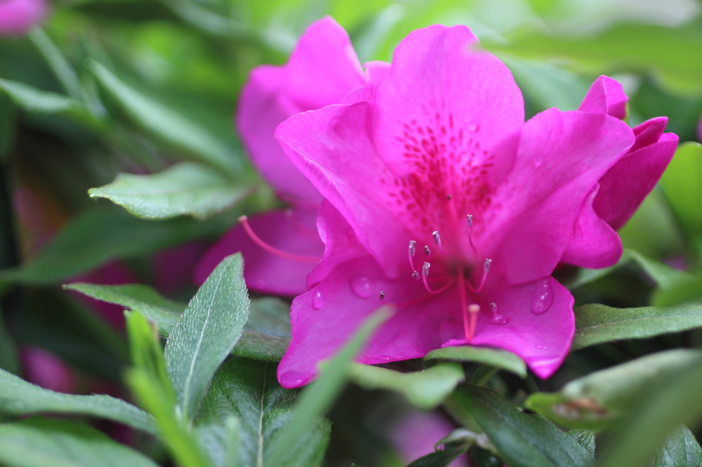 庭の花　つつじ