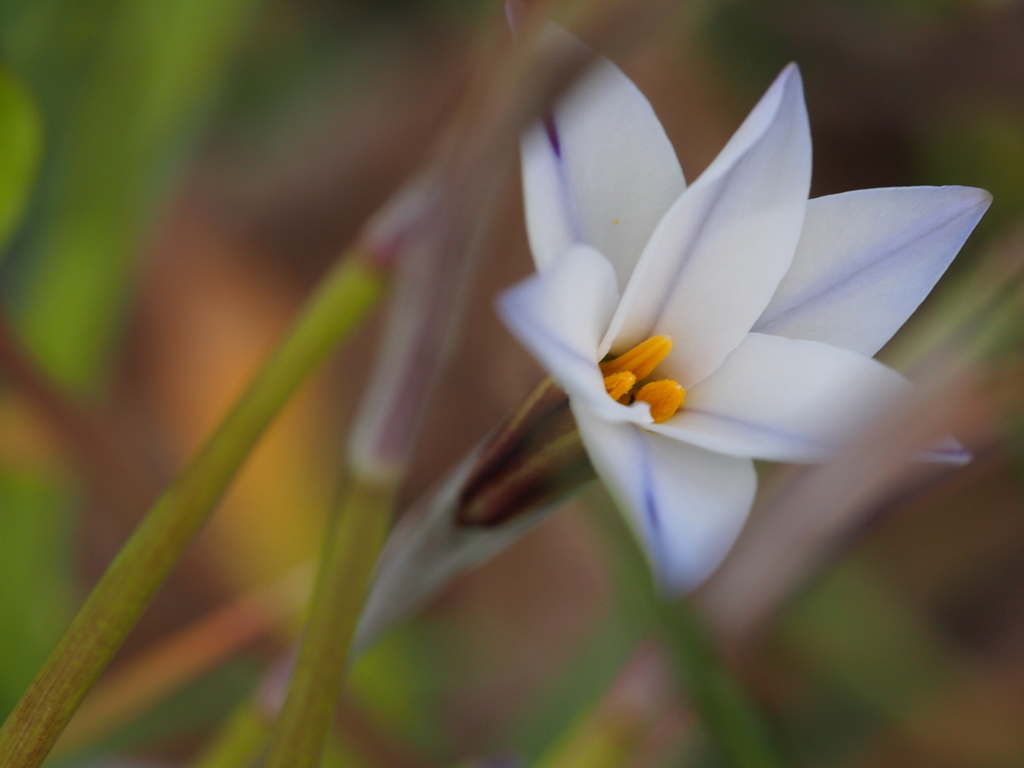 white flowers in spring　