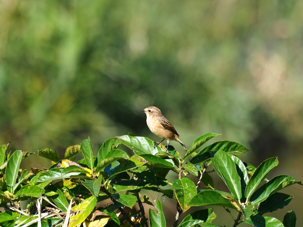 鳥撮りの季節　ノビタキ