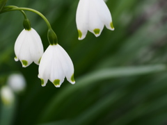 散歩道の春の花