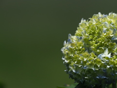 紫陽花