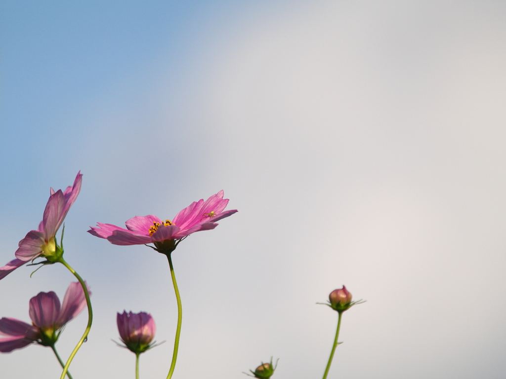 秋桜