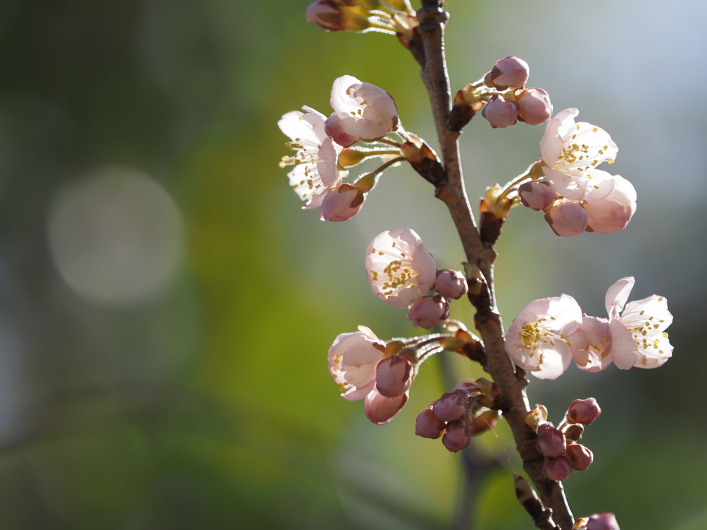 開花