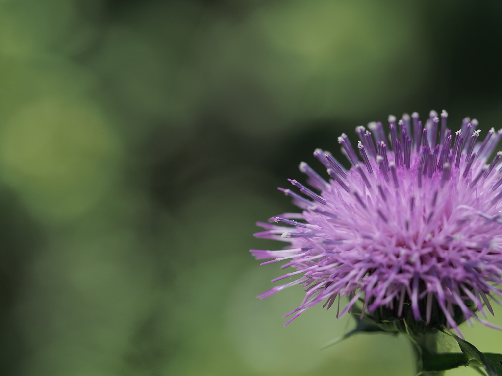 山の神への散歩道　野の花