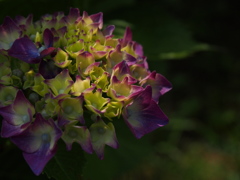 紫陽花
