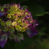紫陽花