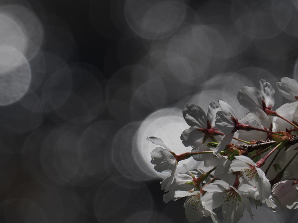 桜　燦めく