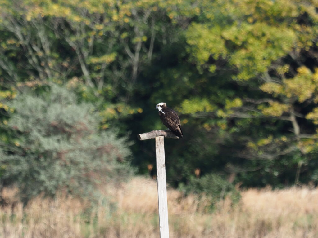 ミサゴ