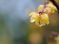 冷たい雨　蝋梅