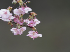 散歩道の花