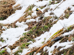 ミヤマホウジロ