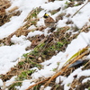 ミヤマホウジロ
