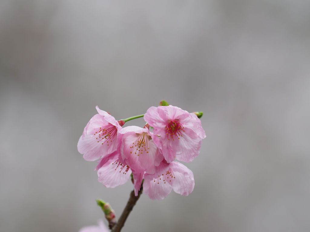 桜