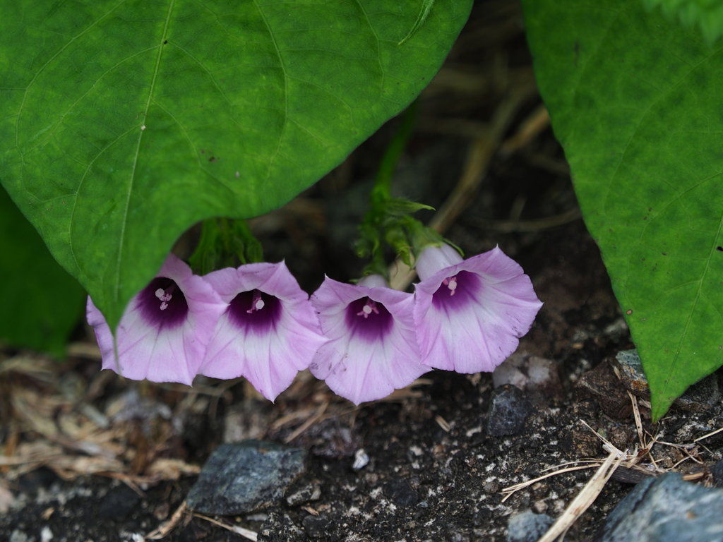 散歩道の草花