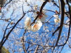 吉香公園