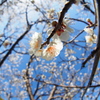 吉香公園