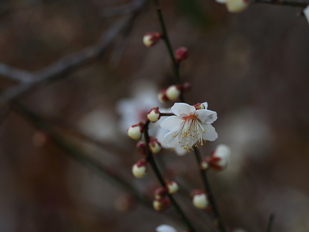 冬の散歩道の花　梅