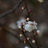 冬の散歩道の花　梅