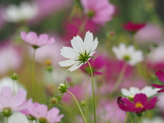 秋桜