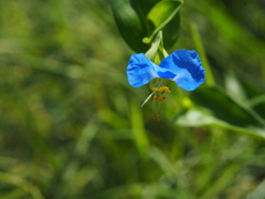 散歩道の青い花　月草