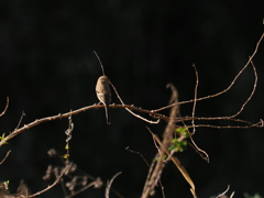 やっと撮ったどー！　但し♀