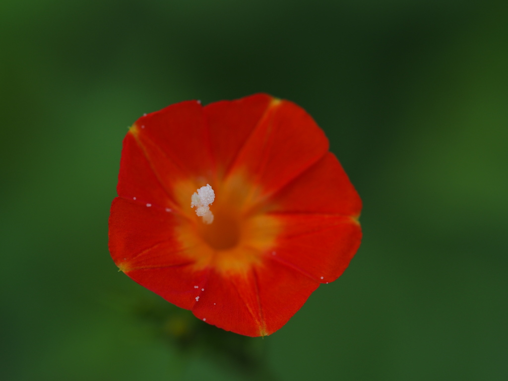 散歩道の草花