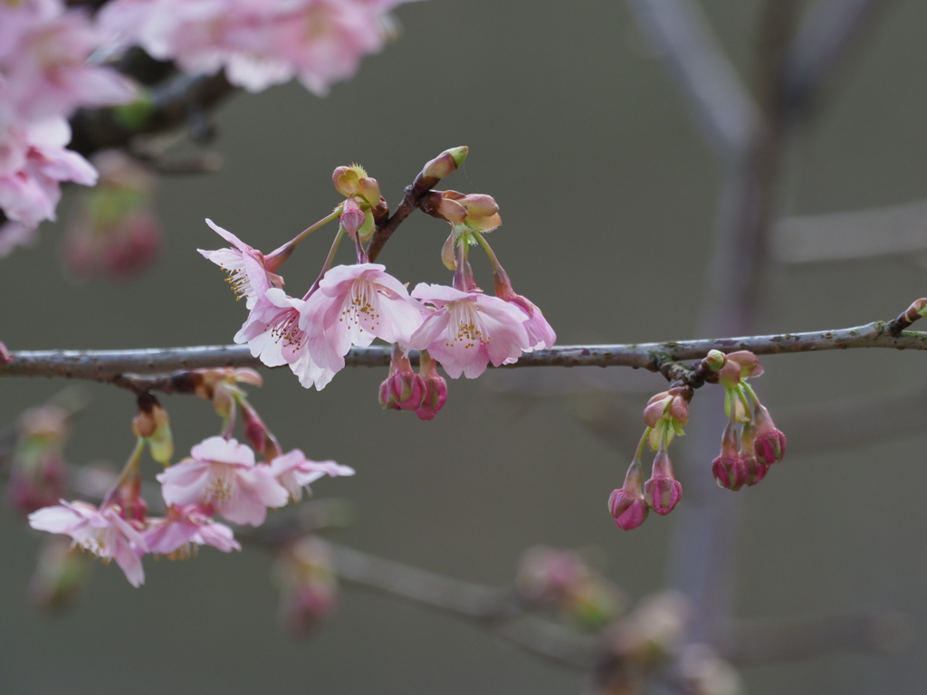 散歩道の花 ＃2