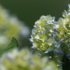 散歩道の紫陽花