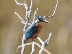 久しぶりのカワちゃん　大接近