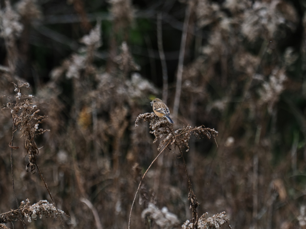 オスが出てこない