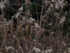 オスが出てこない