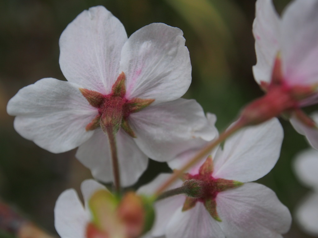 お散歩写真　桜