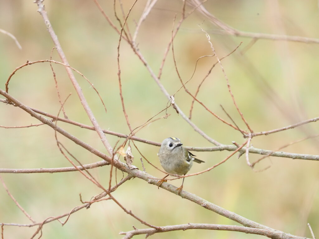 日本で一番小さな鳥