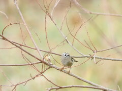 日本で一番小さな鳥