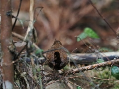ミササザイ　やっと撮った　但しお尻
