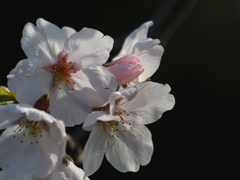 山桜