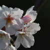 山桜